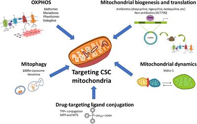 Frontiers | Metabolism-Based Therapeutic Strategies Targeting Cancer ...